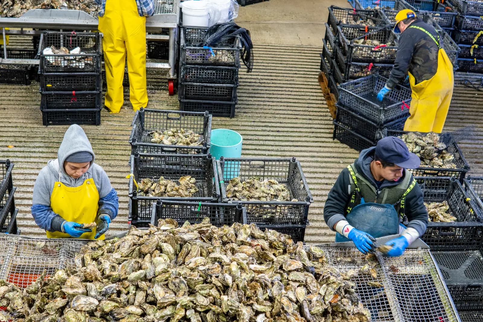 A crate of Pacific oysters on the sorting floor