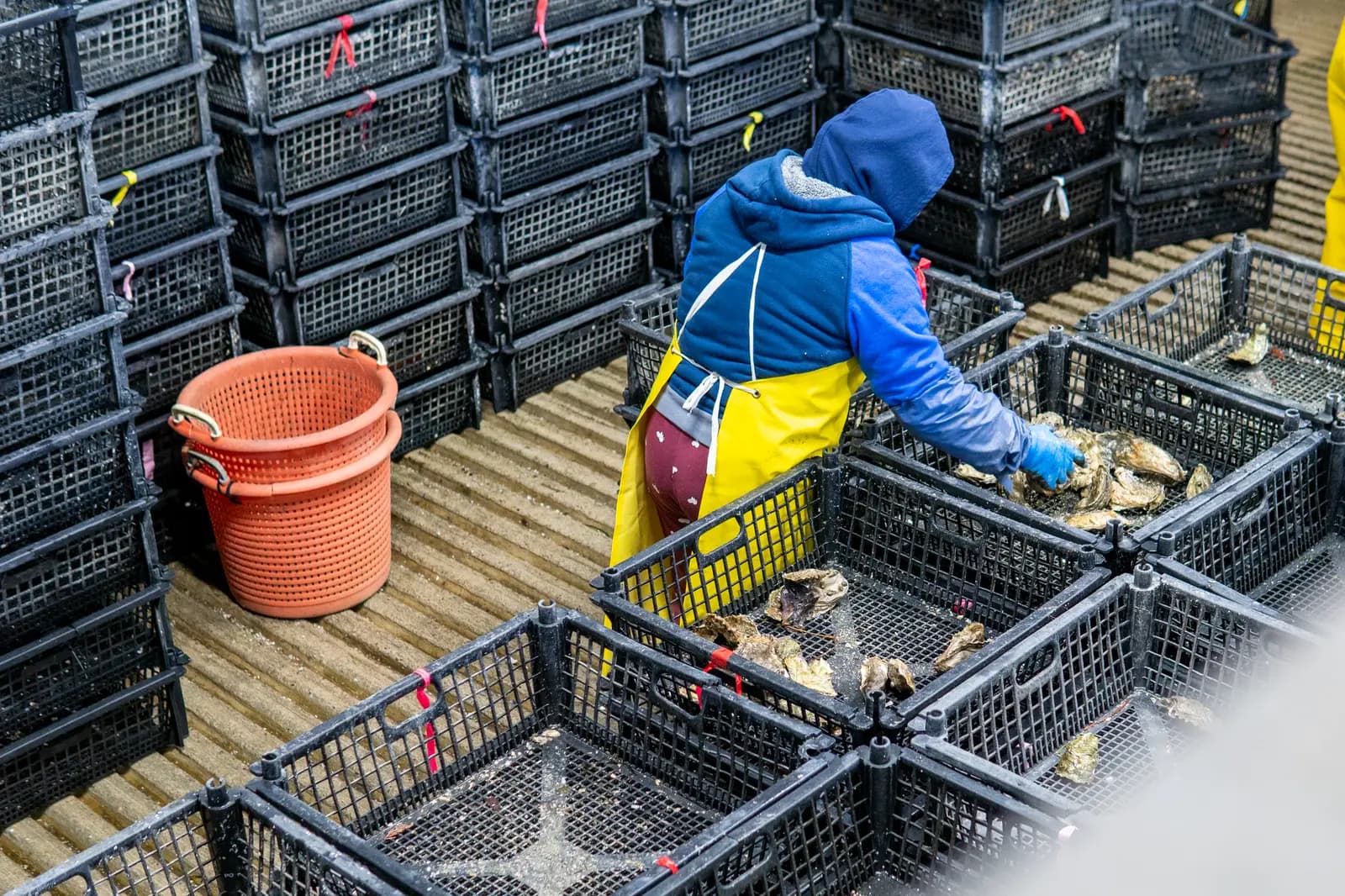 Working among the stacked grow-out crates