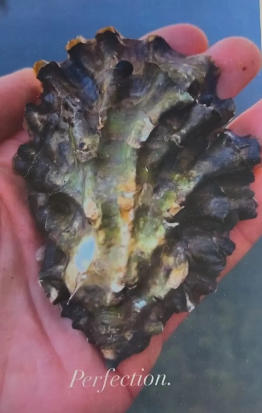 The inside of a Pacific oyster shell