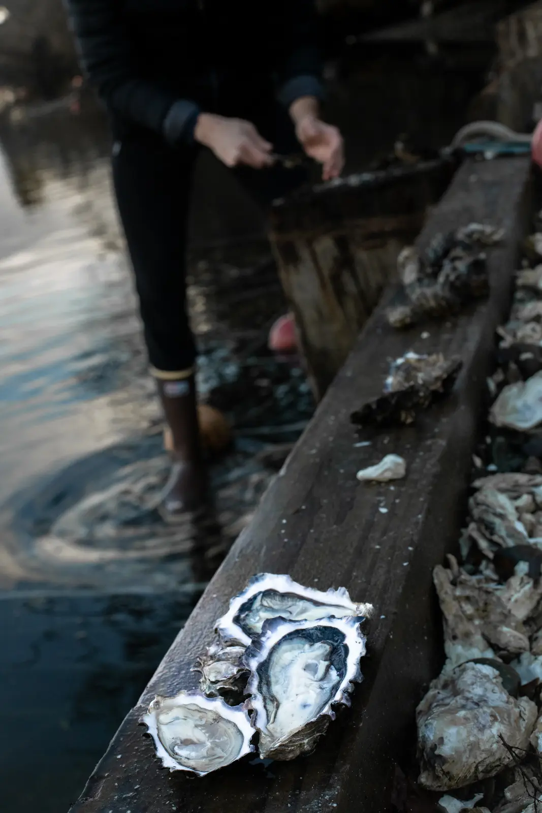 A shucked oyster on the rail at the water's edge