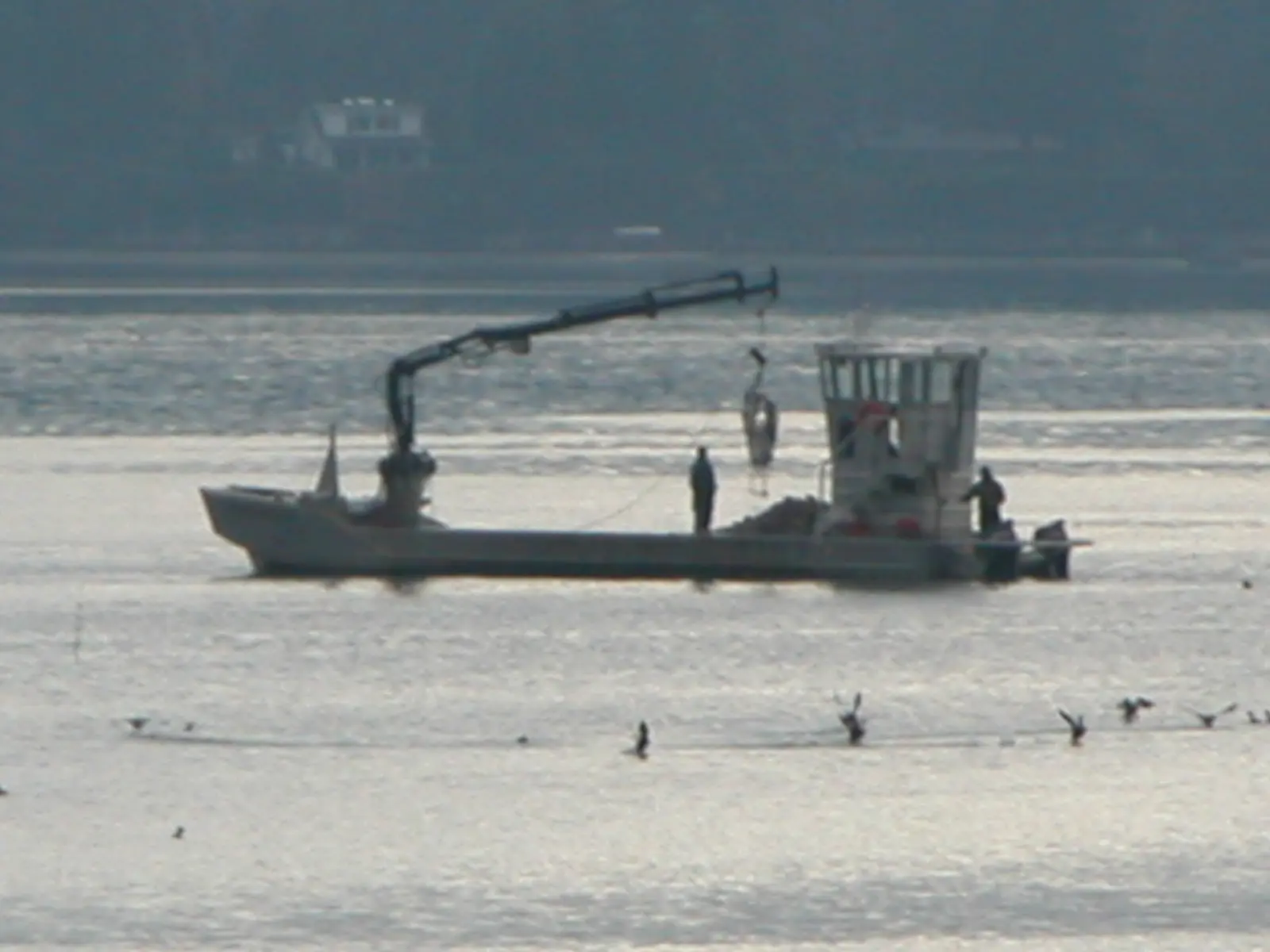 A heron rides the barge on a grey morning