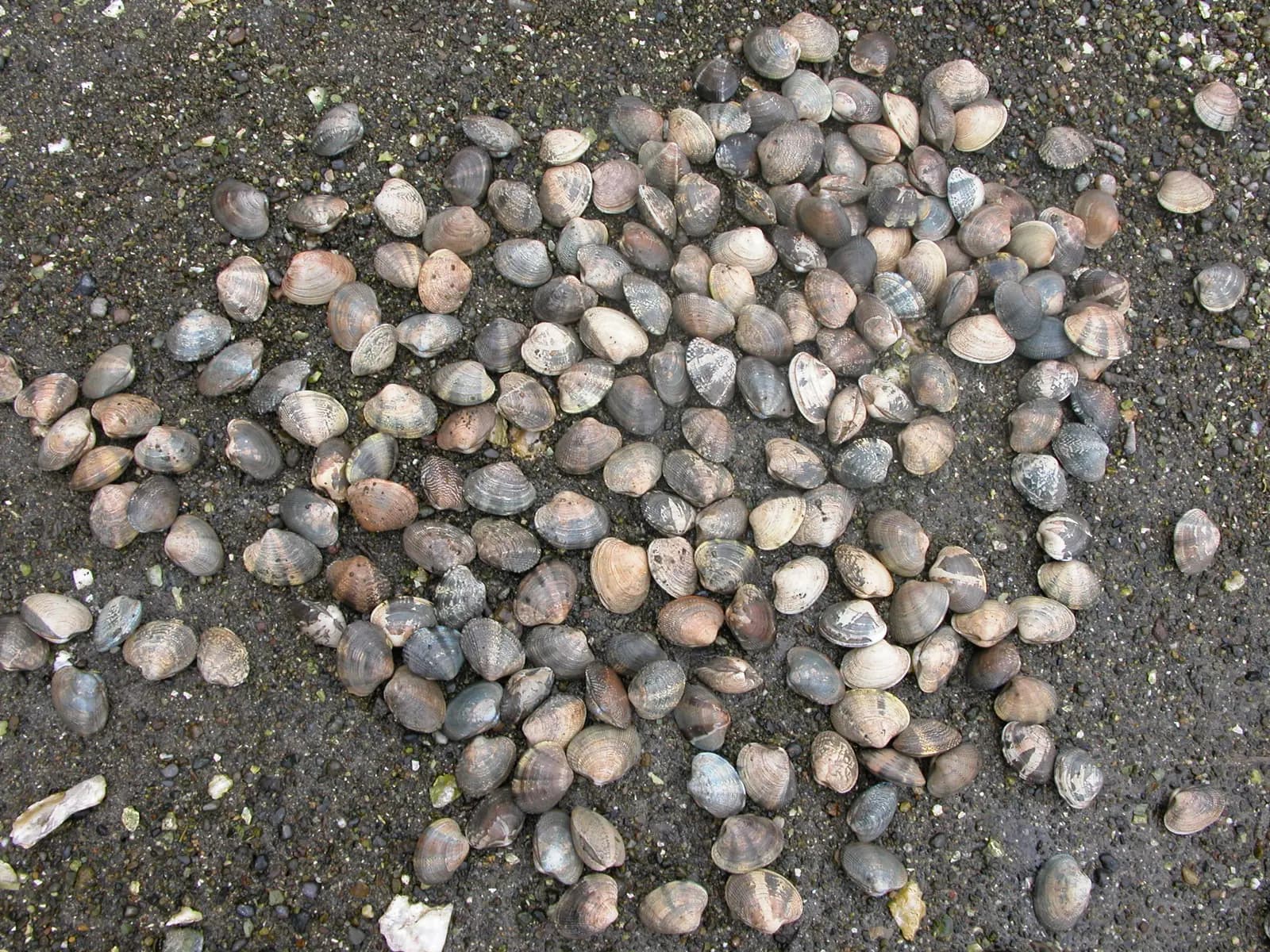 Manila clams scattered across the beach