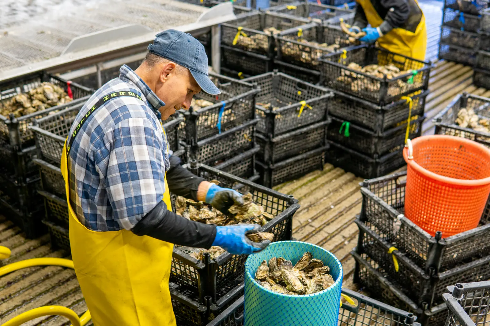 Filling a bucket off the sorting line