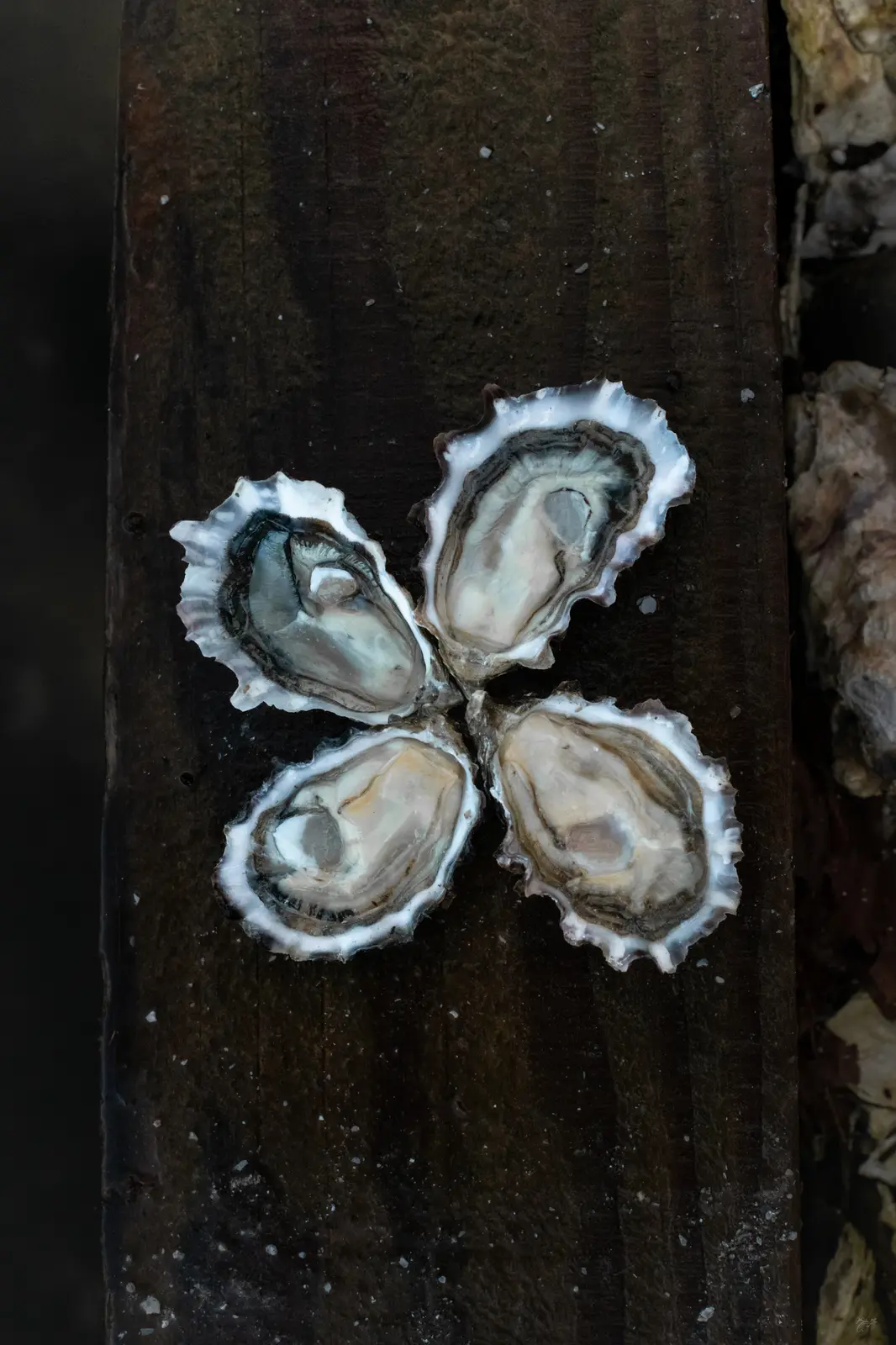 Four Minter Sweets on the half shell