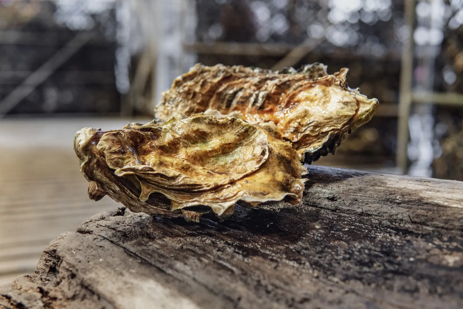 Griller oysters on driftwood