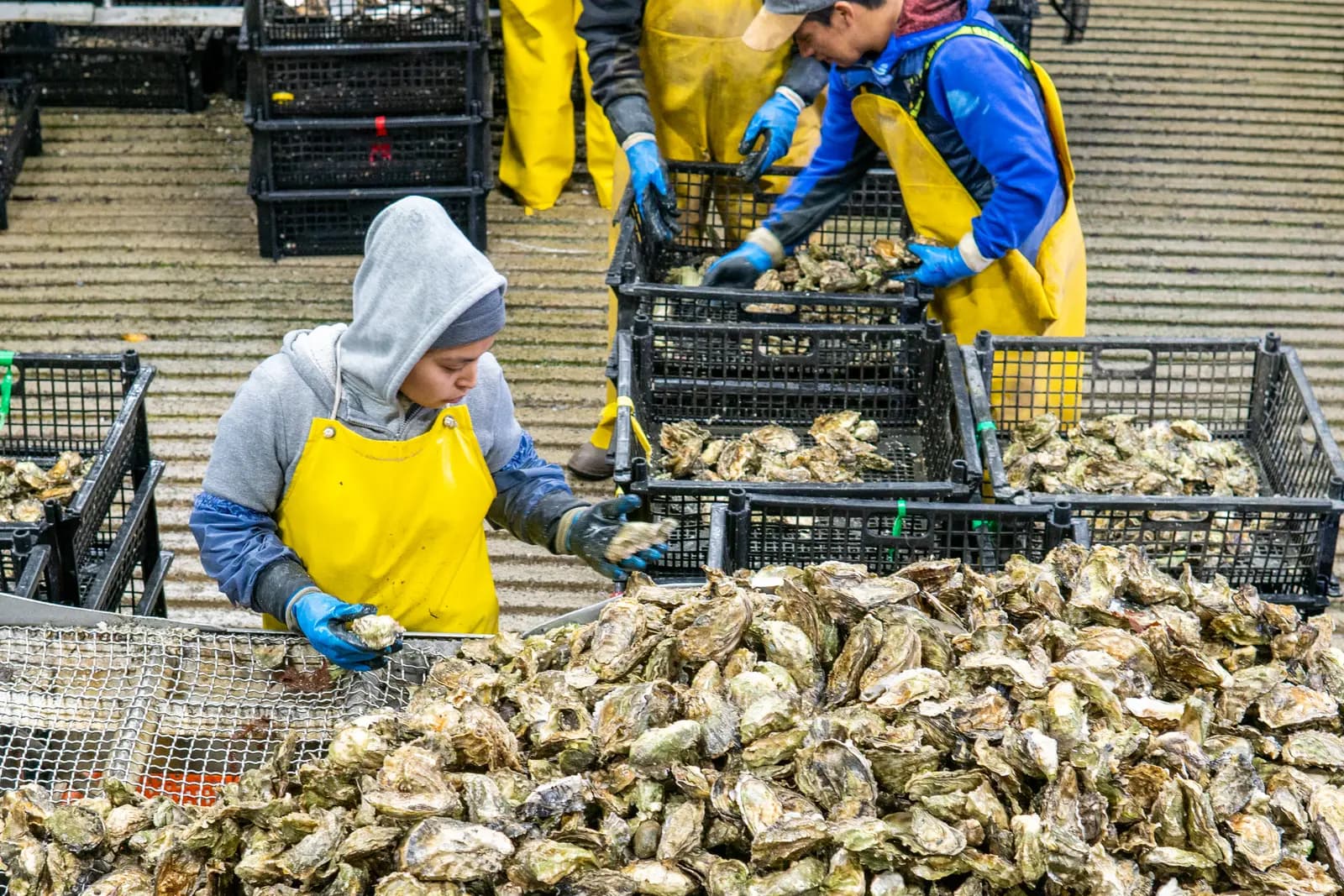 Hand sorting over a pile of oysters
