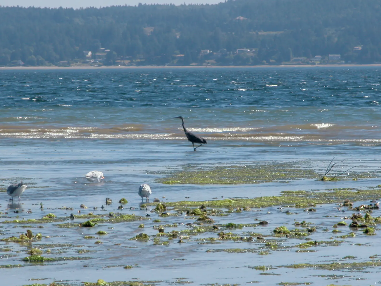 A great blue heron and gulls on the tideflats