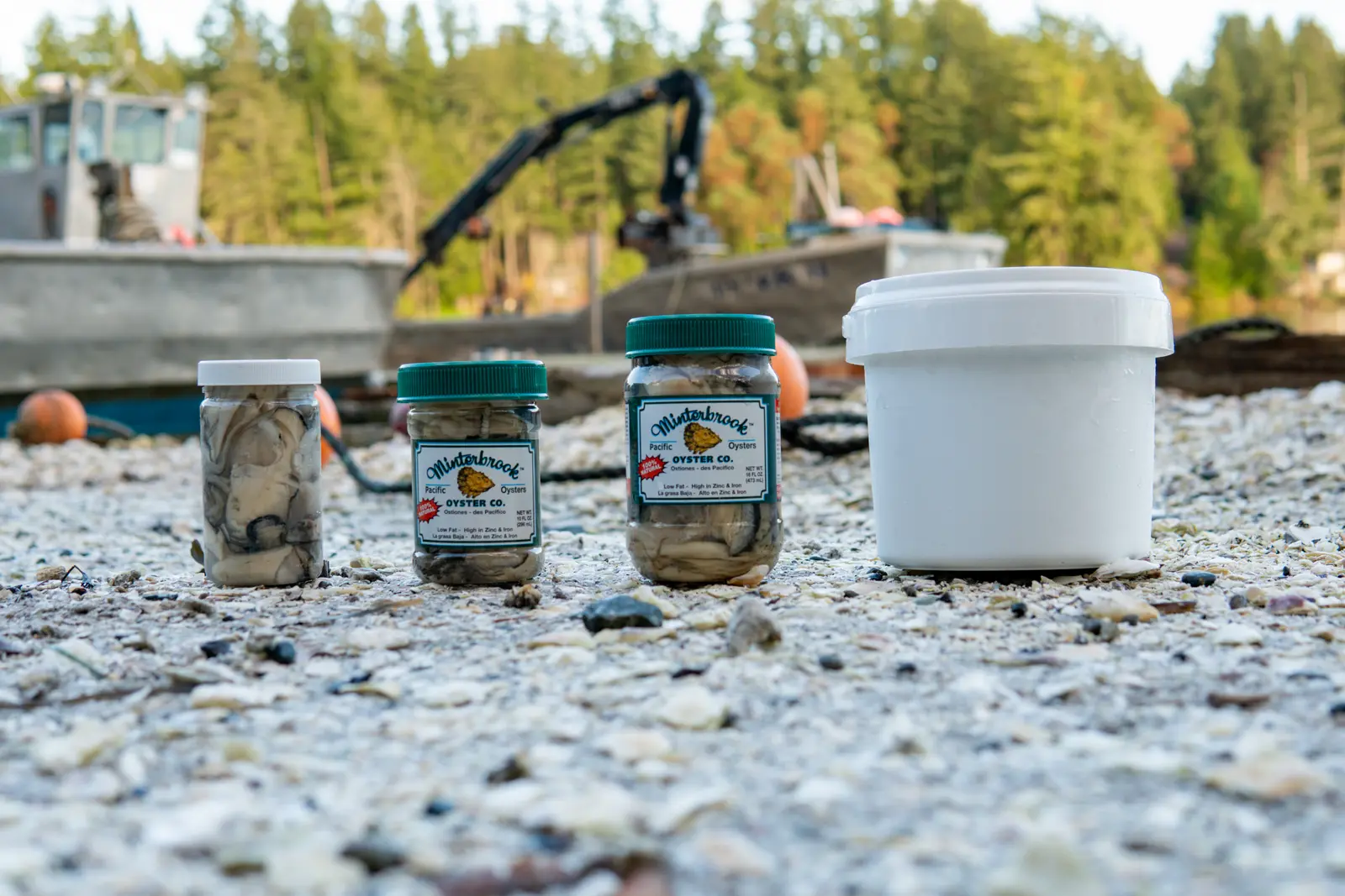 Jars of shucked oysters on the shell beach