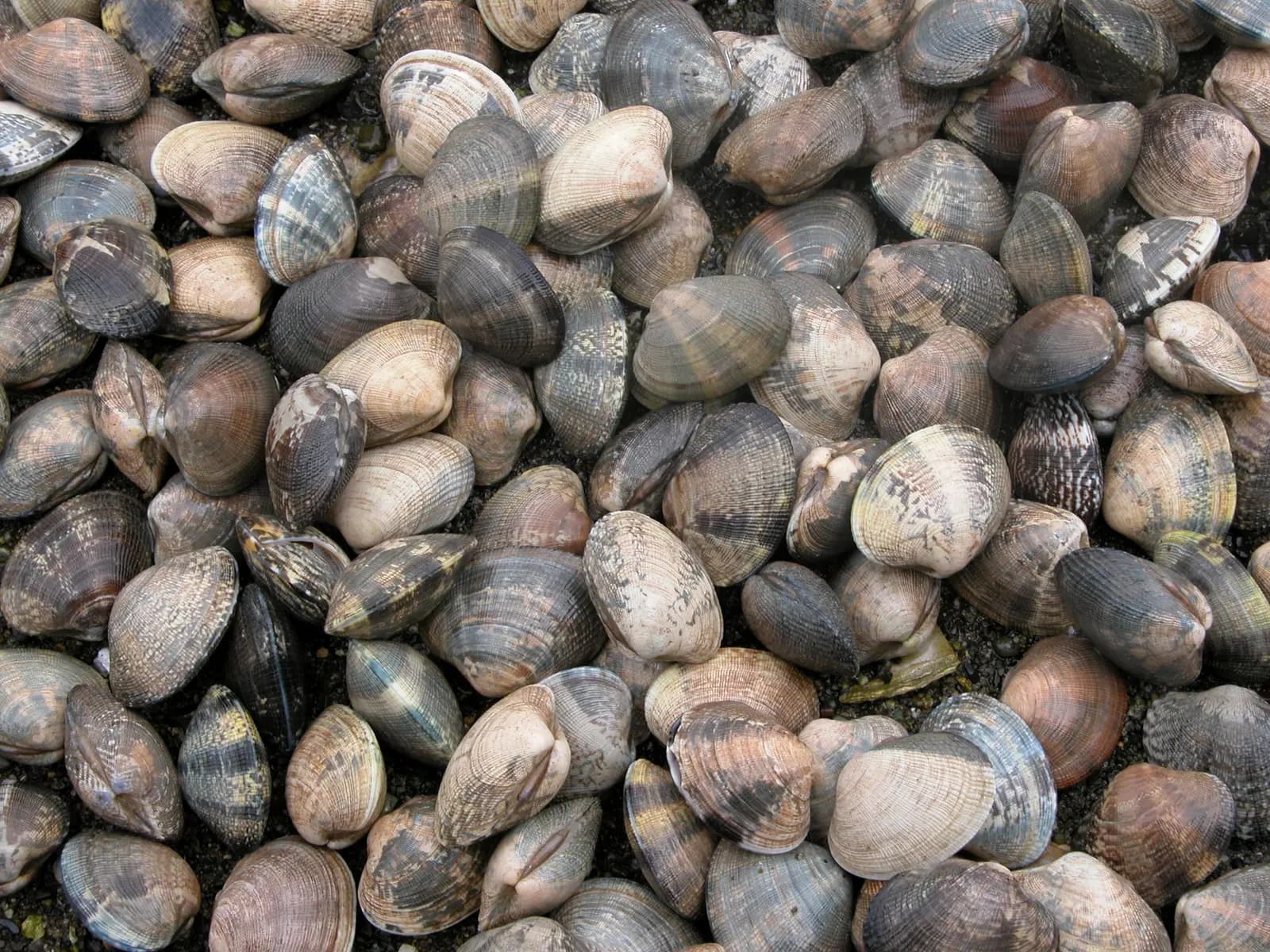 Manila steamer clams, close up