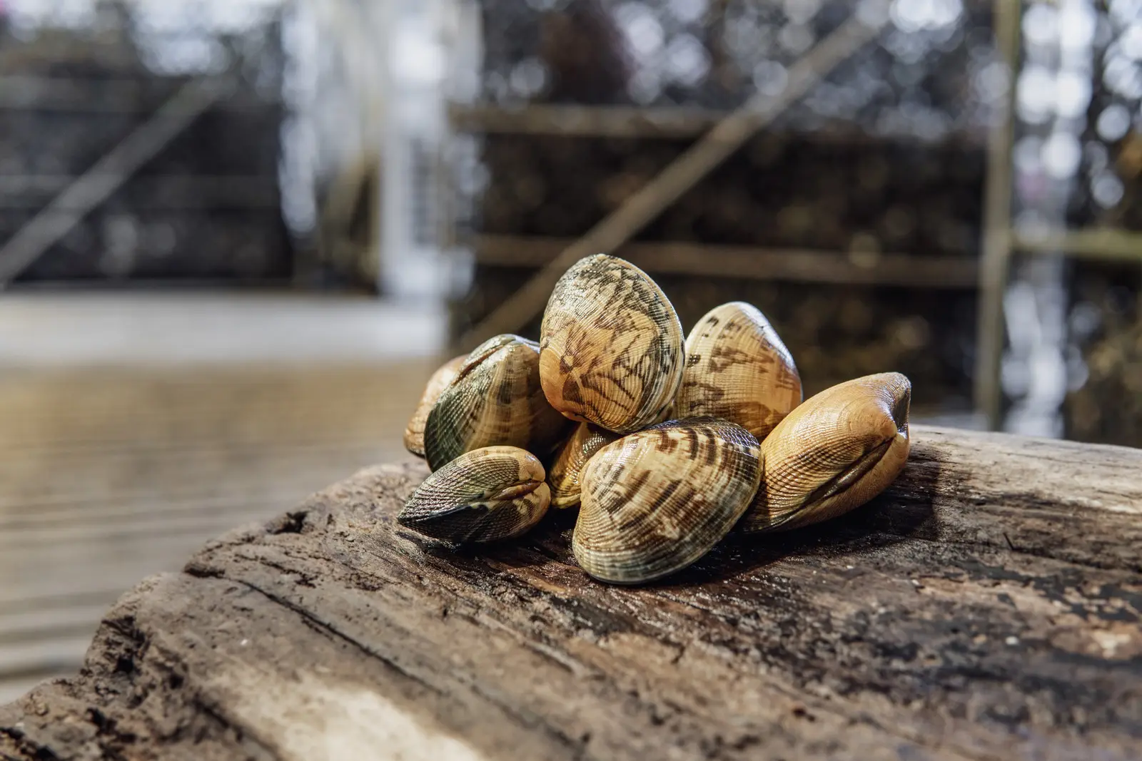 Manila clams on driftwood