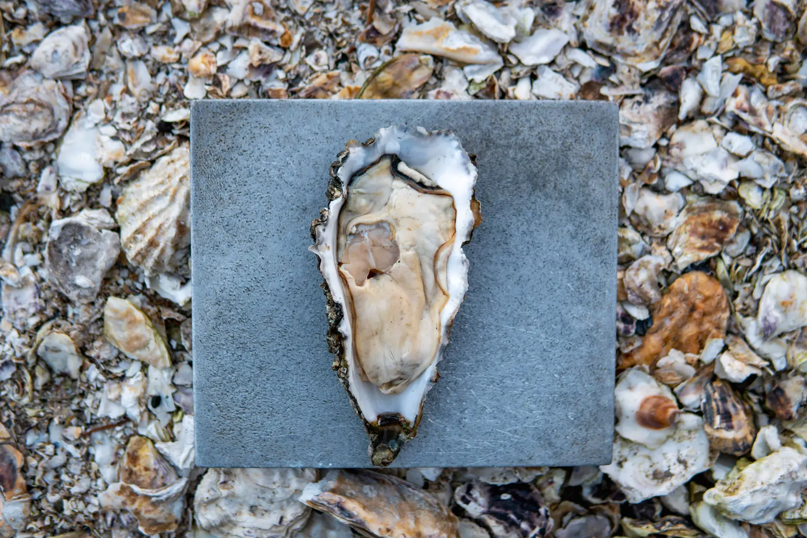 A Minter Sweet Select on the half shell