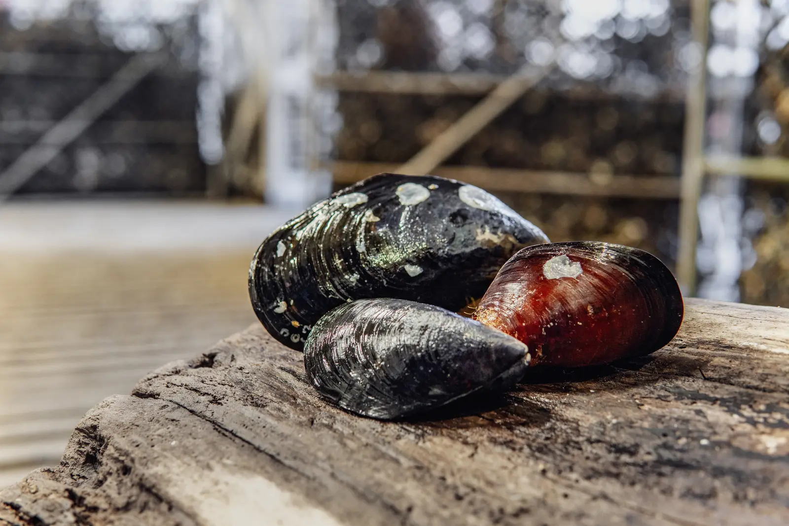 Mussels on driftwood