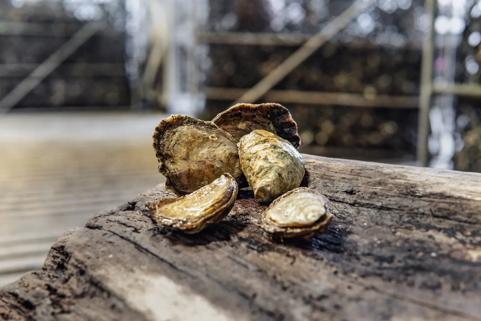 Native Olympia oysters