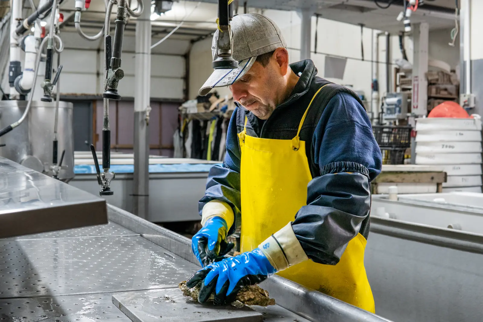 Working the shucking line