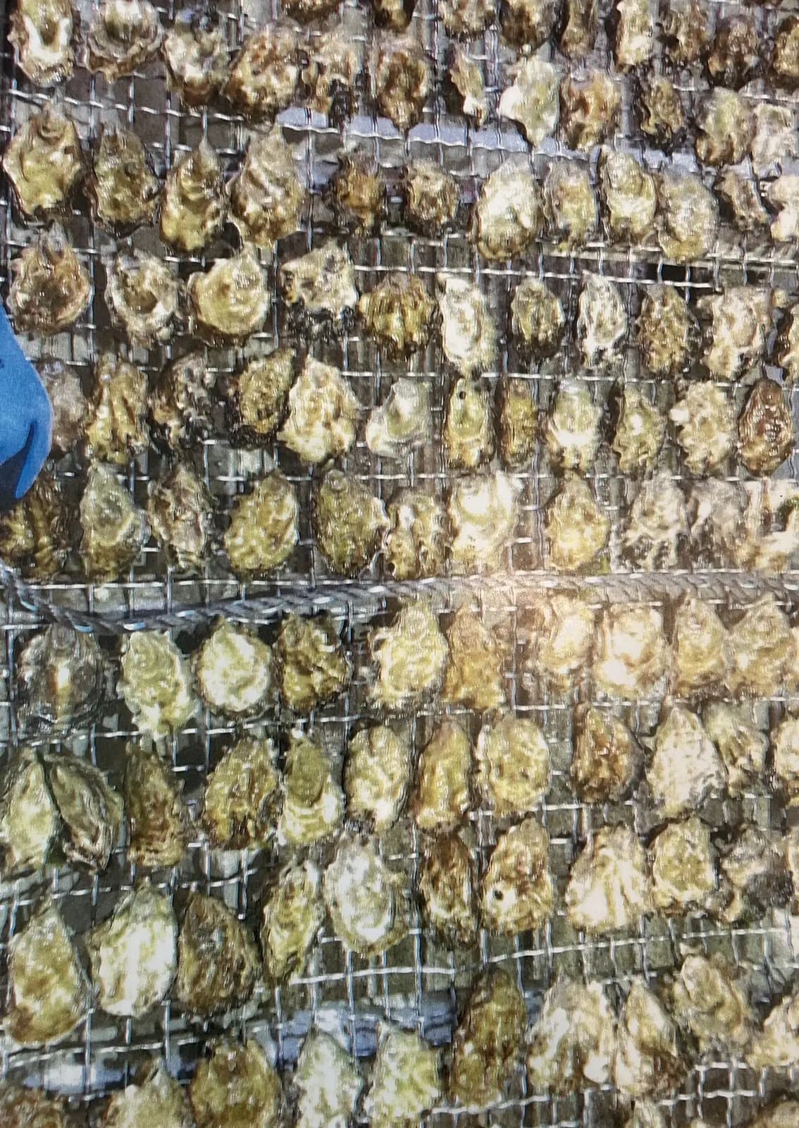 Oysters growing on in mesh bags