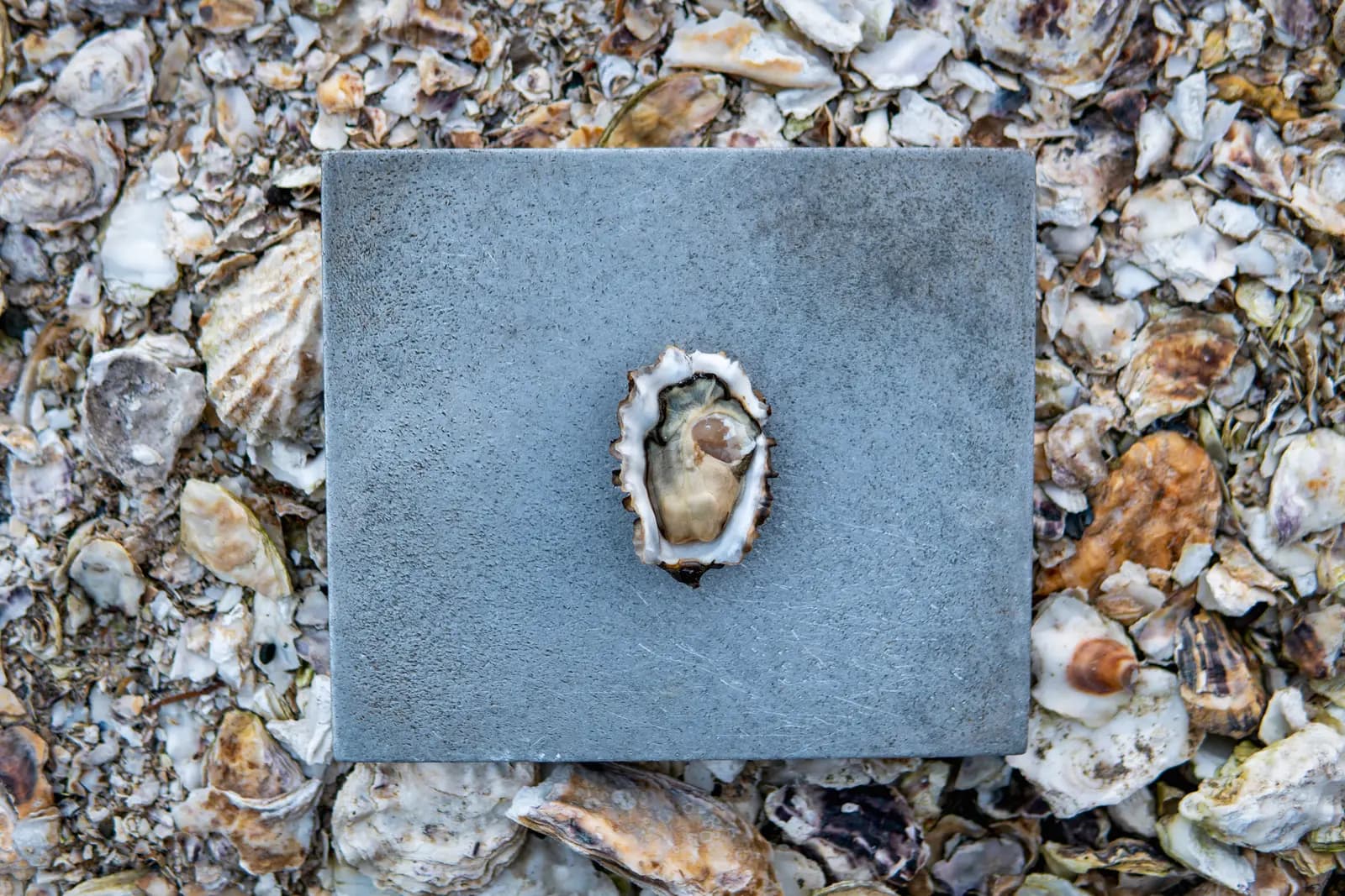 A petite oyster on slate