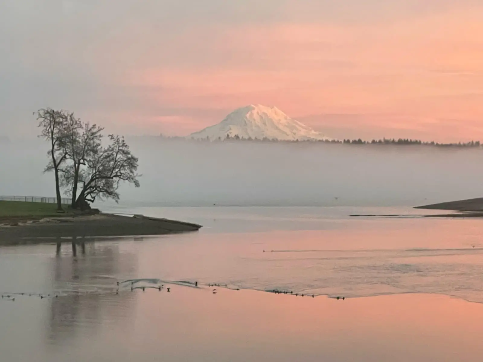 A pink dawn over Mount Rainier