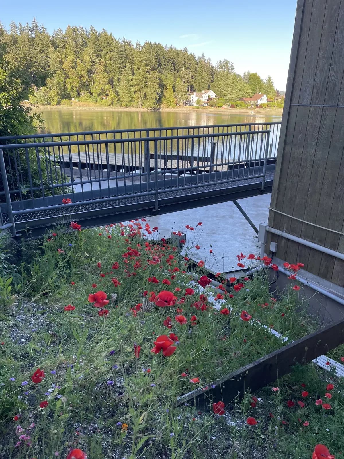 Poppies along the side of the plant
