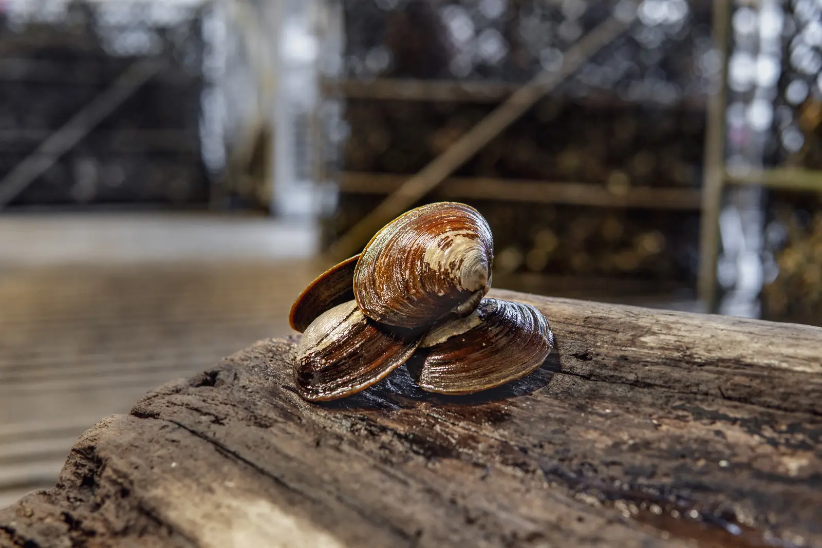 Savory clams on driftwood