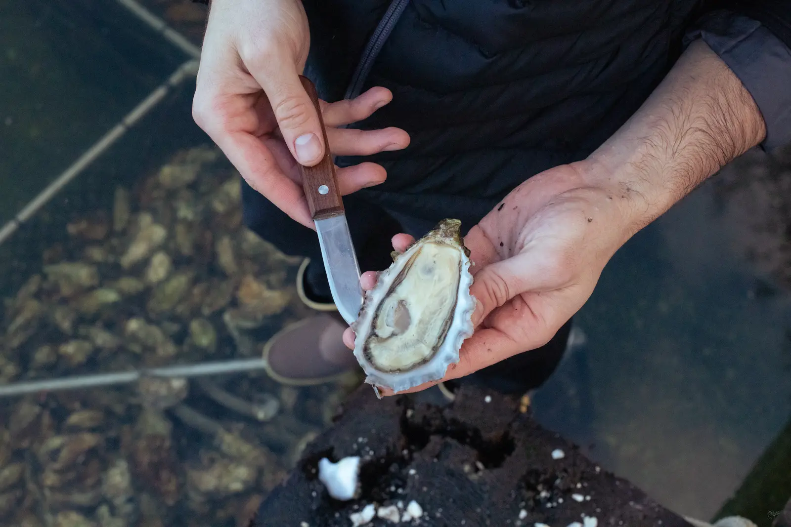 Opening an oyster by hand