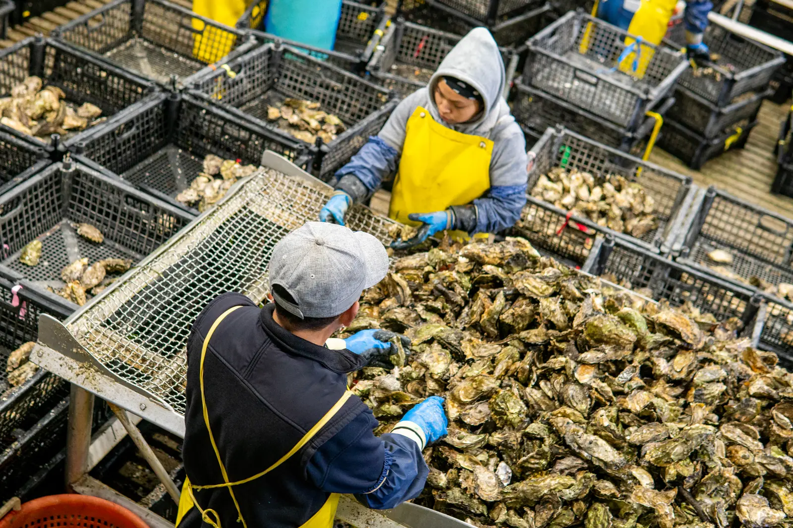 Sorting the harvest, from above