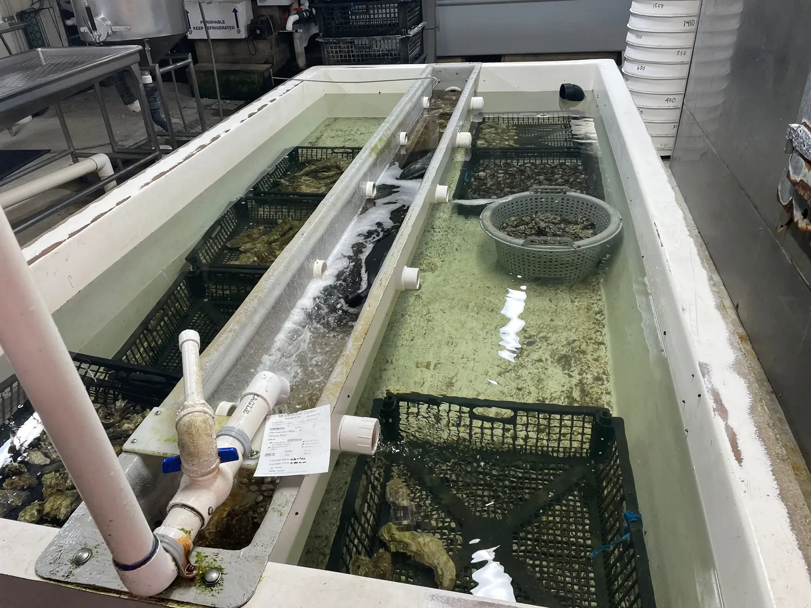 The rejuvenation tanks, running bay water