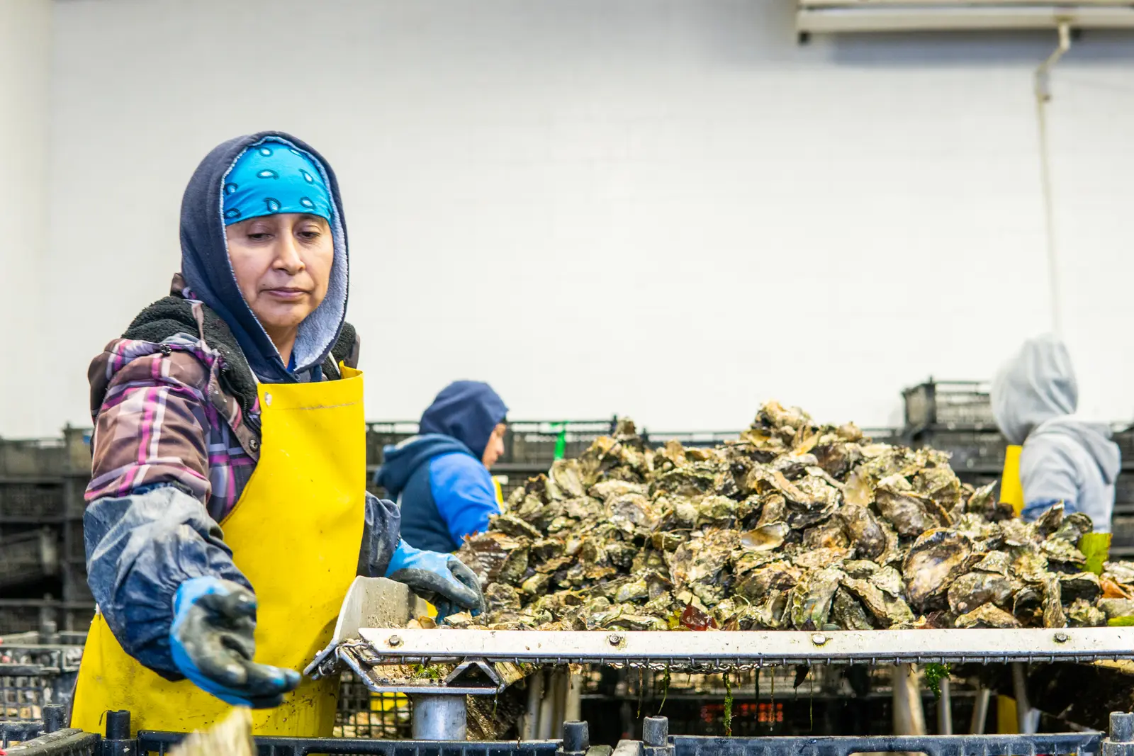 At the sorting table