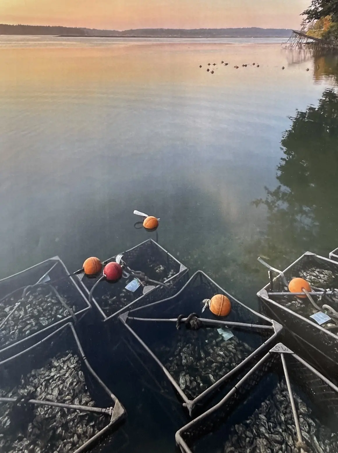 Grow-out trays and buoys in the morning fog