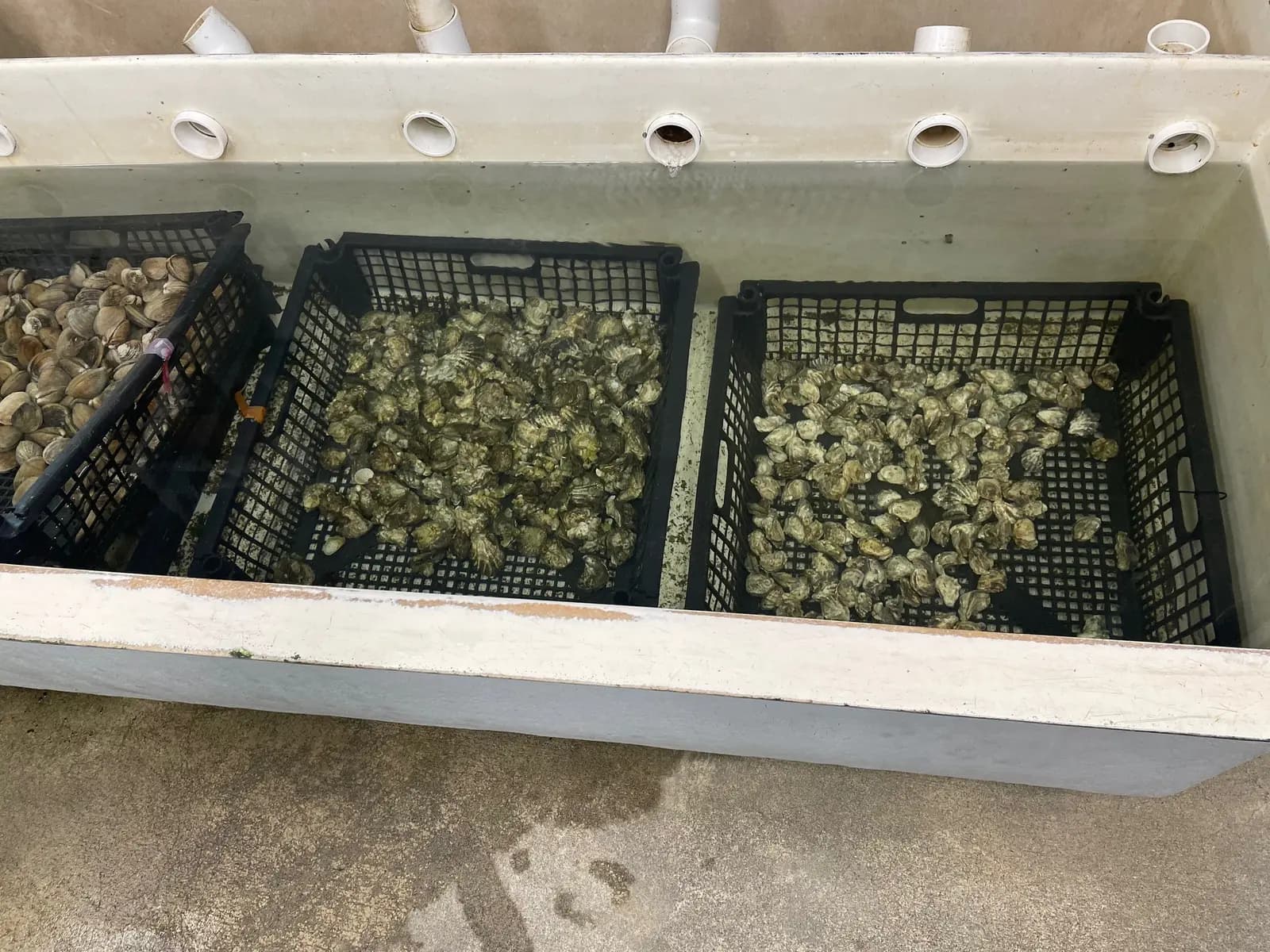 Trays of oysters holding in the tanks