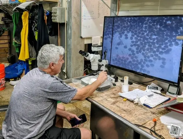 At the microscope in the hatchery