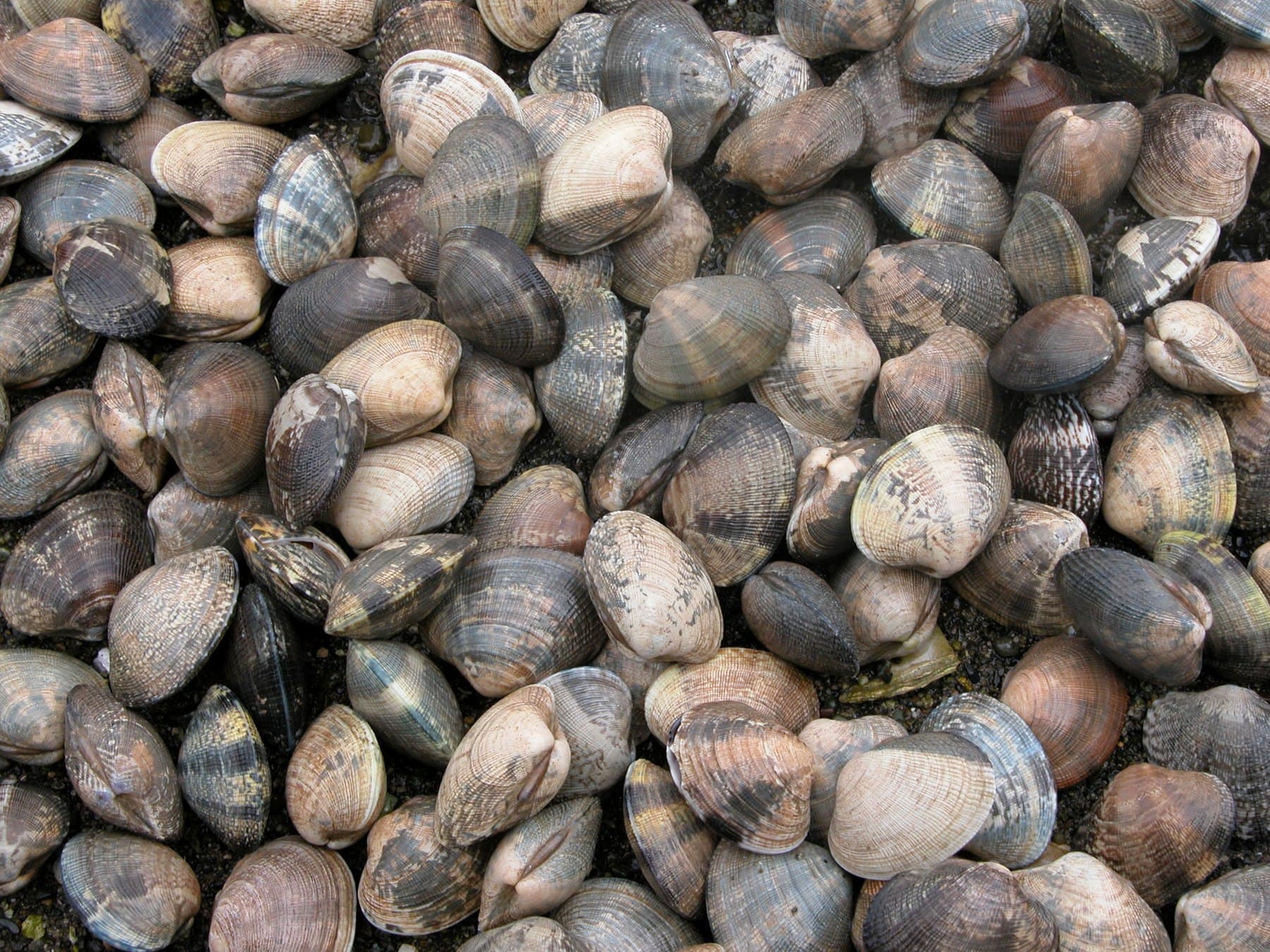A bed of Manila clams fresh off the tideflats