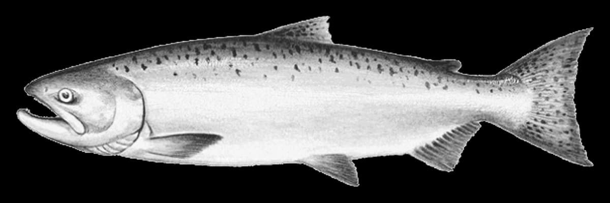 Illustration of a Chinook salmon