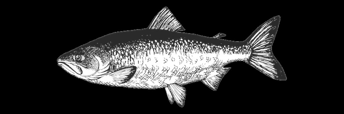 Illustration of a Chum salmon