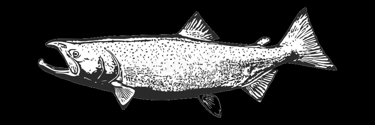 Illustration of a Coho salmon