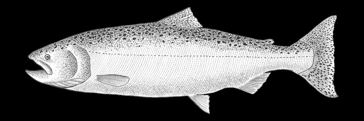 Illustration of a White River spring Chinook salmon