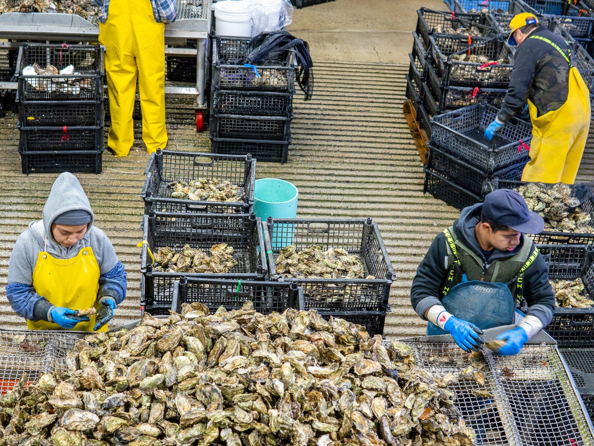 The Minterbrook crew hand sorting oysters into crates in the shoreside facility