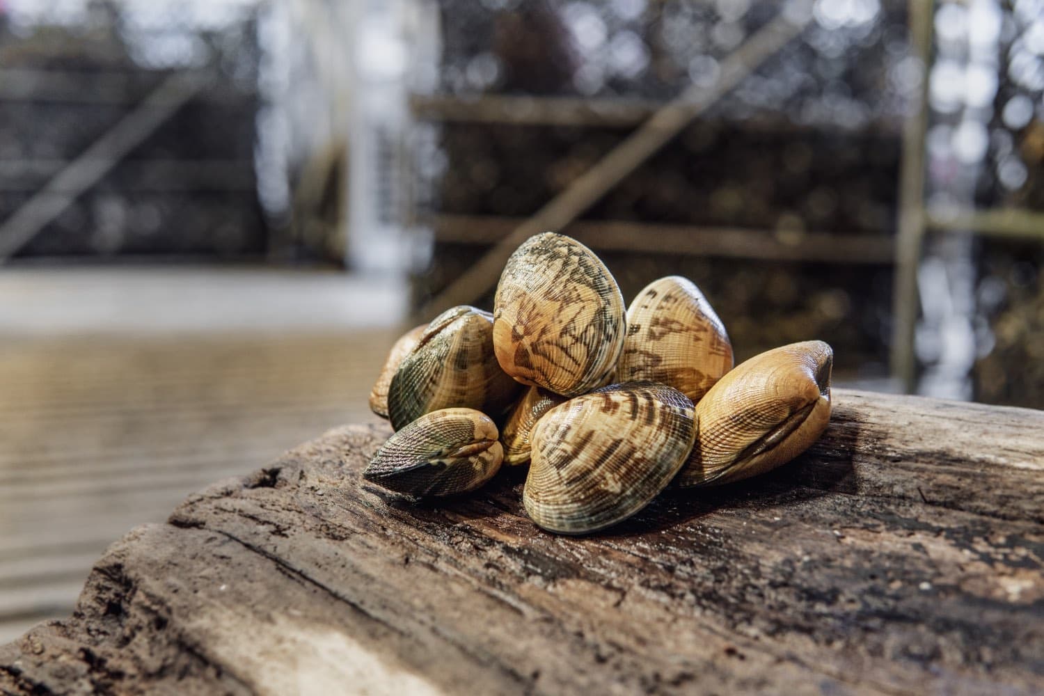Fresh Manila steamer clams