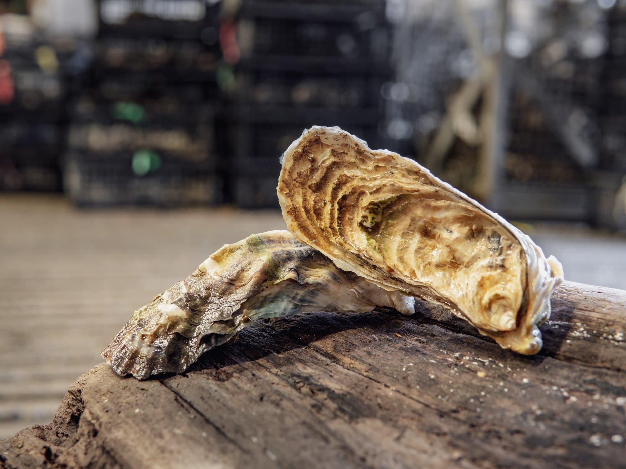 A Minter Sweet Select Pacific oyster opened on a plank at the water's edge
