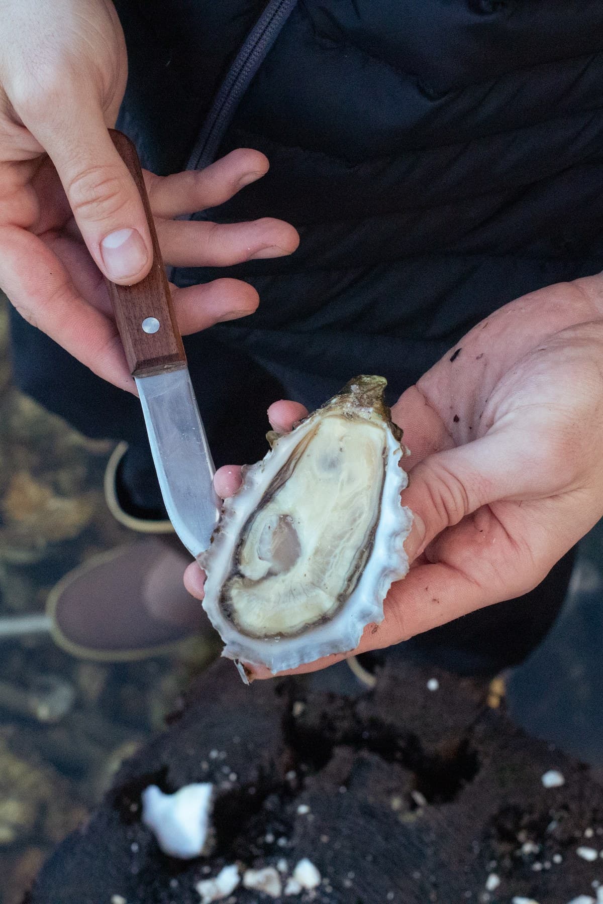 A freshly shucked Minterbrook oyster on the half shell