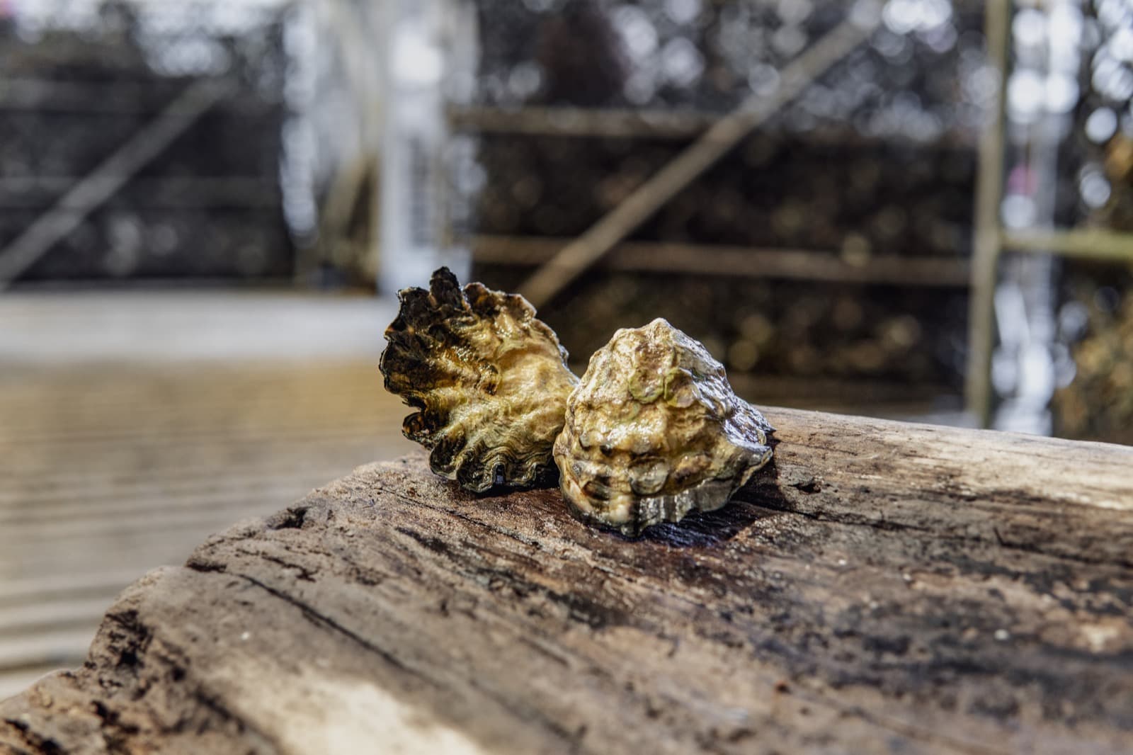 Kumamoto oysters on the half shell